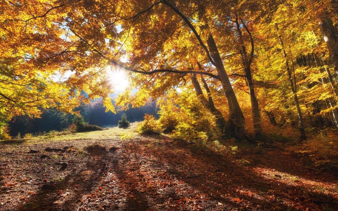 autumn weather and your changing heat pump needs